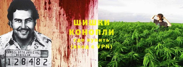 прущие грибы Дмитров