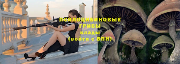 прущие грибы Дмитров